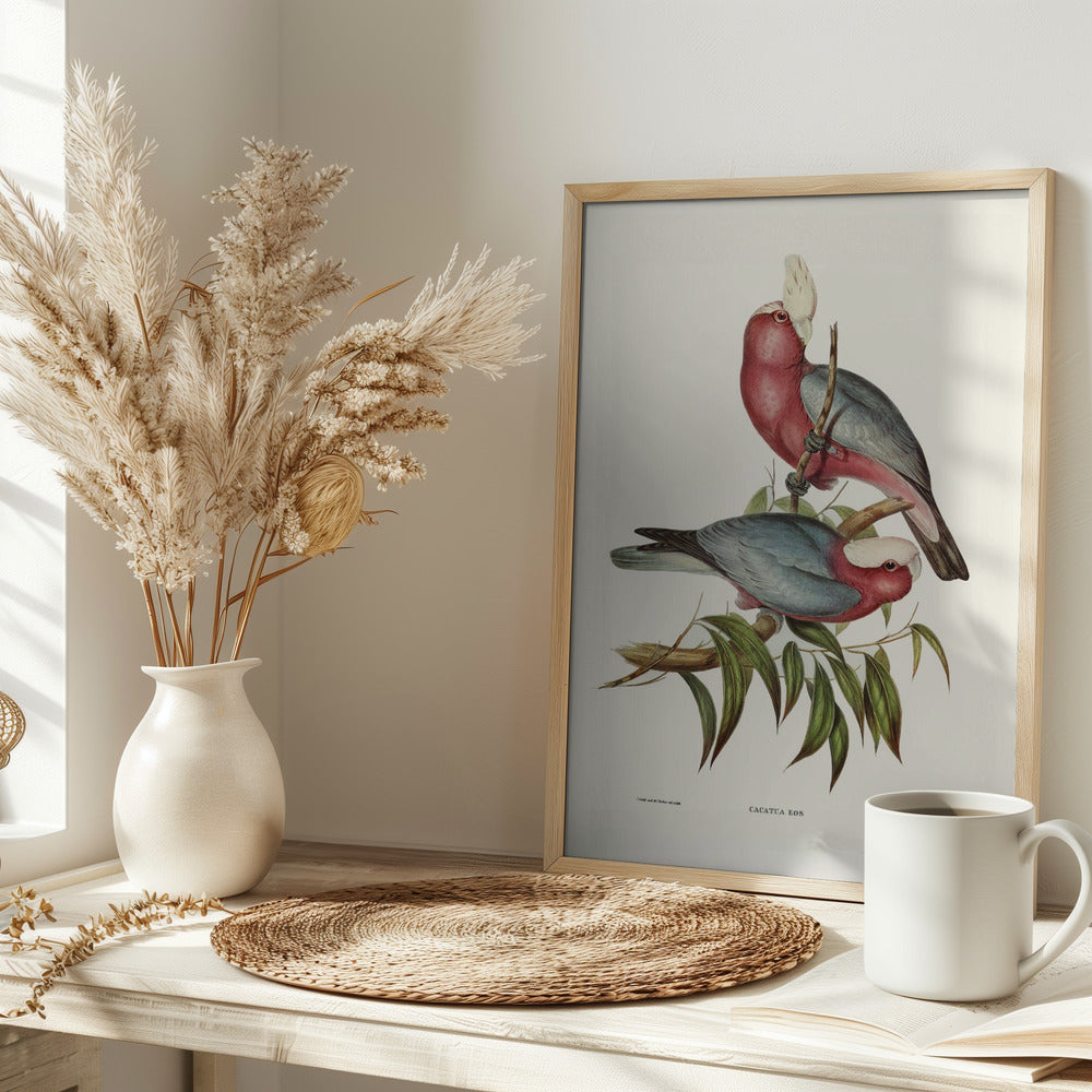 Cacatua Eos Poster